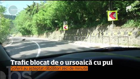 Trafic blocat de o ursoaică cu pui