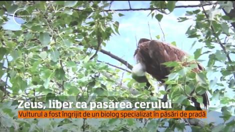 Zeus, singurul vultur pleşuv din România, a fost pus în libertate