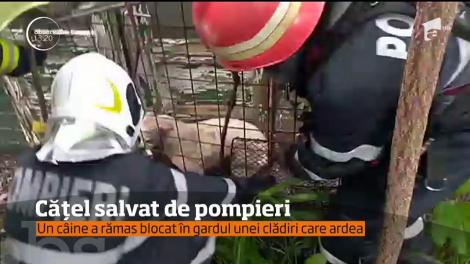 Un căţel blocat în gardul unei locuinţe care ardea, a fost salvat de pompieri