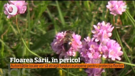 Floarea Sării, o plantă unică în această parte a Europei, în pericol din cauza vacilor
