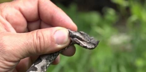 Sezonul cald scoate viperele la soare. Sfatul biologilor