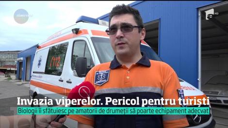Viperele au invadat pădurile mai ceva ca urşii. Cum ne ferim de ele şi ce soluţii există