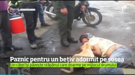 Un câine din Columbia își păzește stăpânul care doarme pe mijlocul drumului