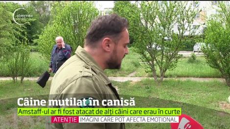 Un bărbat și-a lăsat câinele de rasă pe mâinile îngrijitorilor de la o canisă, iar când a mers să-i ia acasă l-a găsit mutilat
