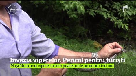 Amatorii de drumeţii pe potecile munţilor trebuie să ştie să se ferească de pericolele de pe trasee. Viperele şi-au făcut deja apariţia