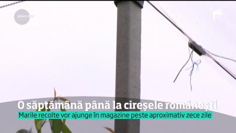O săptămână până la cireșele românești de mai!