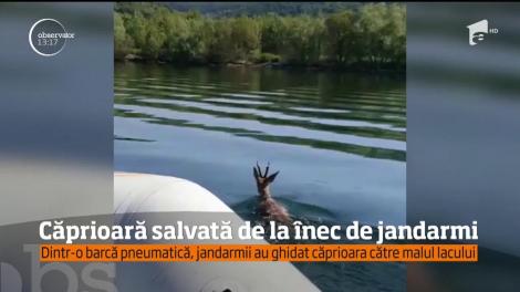 Căprioară salvată de la înec de jandarmii argeşeni