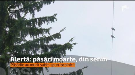 Locuitorii unui cartier din Bacău s-au speriat, pentru că tot ce însemna pasăre domestică sau sălbatică s-a prăbuşit la pământ, fără suflare!