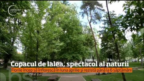 Copacul de lalea, spectacol al naturii. Lalelele apar abia de la câţiva metri înălţime: "Sunt foarte, foarte frumoase"
