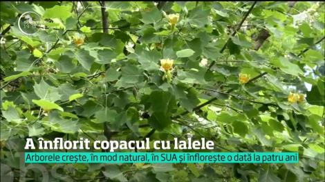 C&acirc;nd o face plopul pere şi copacul lalele. Ei bine, &icirc;n Bistriţa chiar se &icirc;nt&acirc;mplă ca oamenii să culeagă lalele din pom