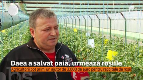 Ministrul agriculturii a rezolvat problema cu oaia, iar acum a trecut la roşii
