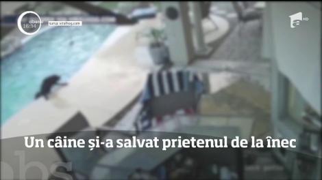 Un câine şi-a salvat prietenul patruped de la înec