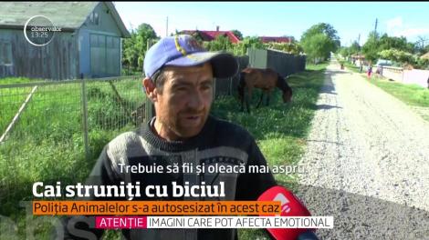Cai struniți cu biciul. Poliția animalelor s-a autosesizat în acest caz