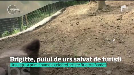 Un pui de urs salvat de c&acirc;ţiva turişti de la marginea pădurii a &icirc;nceput o nouă viaţă &icirc;n rezervaţia de la Zărneşti