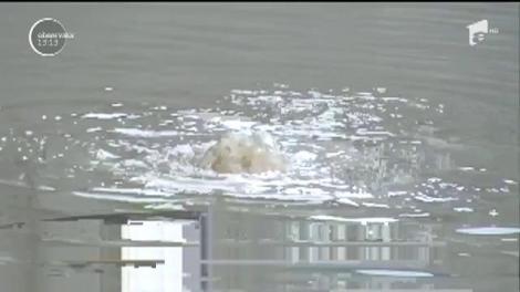 S-au trezit cu garajele inundate. Ploaia, care a durat câteva minute, a inundat o stradă din Târgu-Mureș