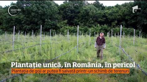 Plantație unică, în România, în pericol! Cea mai mare plantație din Satu-Mare este somat să elibereze terenul
