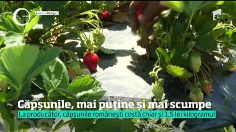 Căpșunile, mai puține și mai scumpe