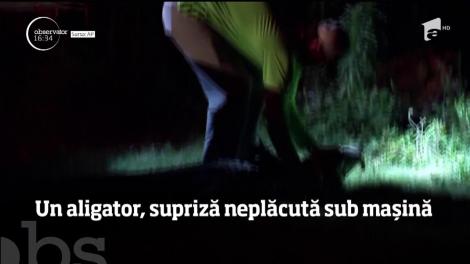 Un aligator, surpriză neplăcută sub mașină