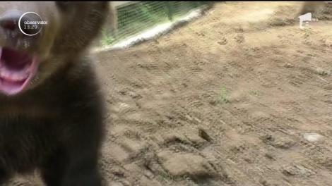 Brigitte, puiul de urs cu trac de camere. Animalul are doar patru luni și este foarte jucăuș