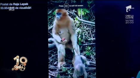 Smiley News. Cum își ține sub control o maimuță înfometată puiul pus pe joacă