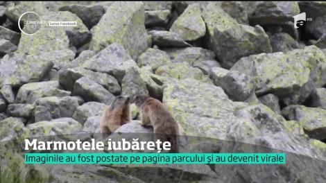 Dragoste pe-o stâncă între marmote. S-a întâmplat în parcul Retezat