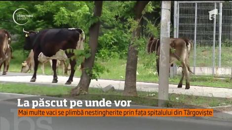 Mai multe vaci se plimbă nestingherite prin fața Spitalului de Psihiatrie, din Târgoviște
