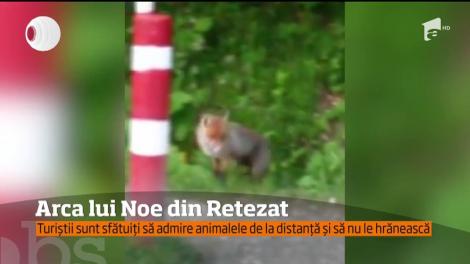 Arca lui Noe din Parcul Naţional Retezat