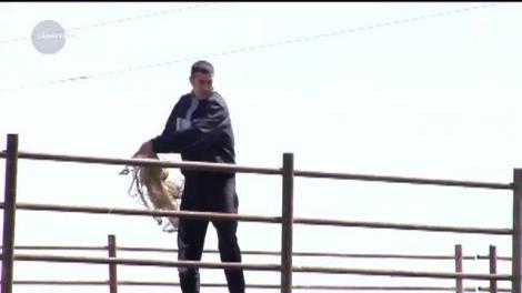 Mobilizare pentru salvarea unei lebede rănite, într-un sat din Galaţi