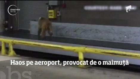 Haos pe aeroportul San Antonio din Texas, provocat de o maimuță
