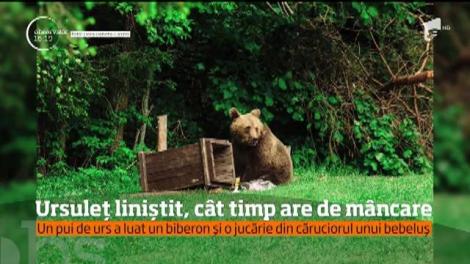 Un pui de urs a luat un biberon și o jucărie din căruciorul unui bebeluș