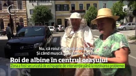 Un roi de albine a creat panică în centrul Bistriţei