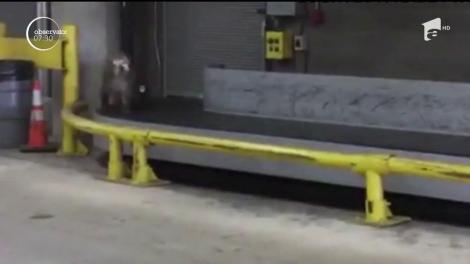 Aeroportul San Antonio din Texas a fost vizitat de un musafir. cel puţin neobişnuit