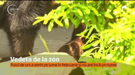Un pui de urs cu ochelari, cel mai nou locatar de la o grădină zoo din Belgia