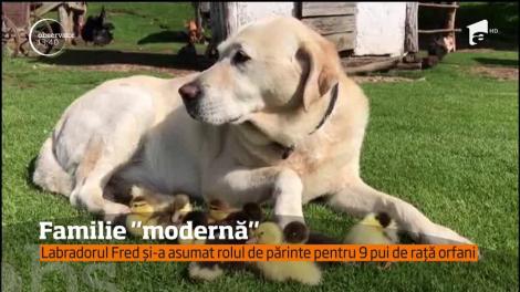 Un labrador din Marea Britanie a devenit mama adoptivă pentru nouă pui de raţă