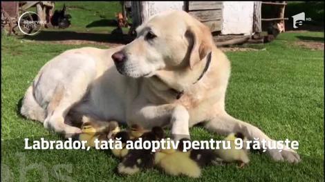 Un labrador, tată adoptiv pentru nouă rățuște