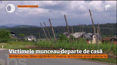 Românii care au murit în teribilul accident pe şosea în Ungaria culegeau hamei în Slovenia