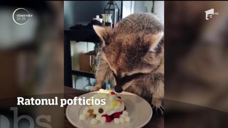 Ratonul pofticios, vedetă pe Facebook