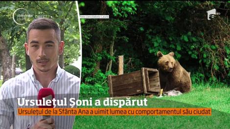 Celebrul ursuleţ Şoni de la Lacul Sfânta Ana nu va fi împuşcat, ci va fi relocat