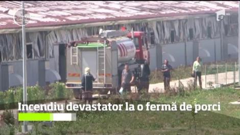 Incendiu devastator la o fermă din Mureş. Aproape 2.000 de porci au ars de vii după ce flăcările au cuprins hala în care se aflau