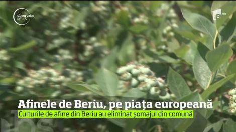 O comună din Hunedoara a găsit secretul şomajului ZERO - afinele