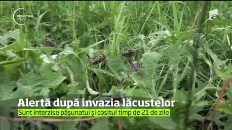 E stare de alertă în Harghita, după ce lăcustele de fâneaţă au invadat peste 1.000 de hectare din trei localităţi