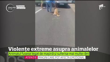 Val de indignare pe internet după două cazuri de violenţă extremă asupra animalelor