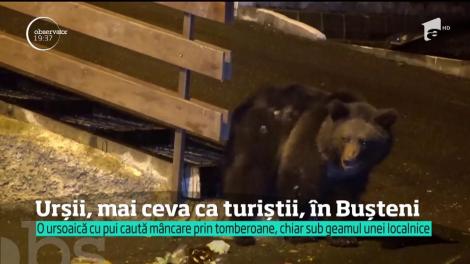 O ursoaică &icirc;şi &icirc;nsoţeşte puii care caută hrană chiar sub geamul unei localnice, &icirc;n Buşteni! Oamenii spun că se &icirc;nchid &icirc;n case, de frică