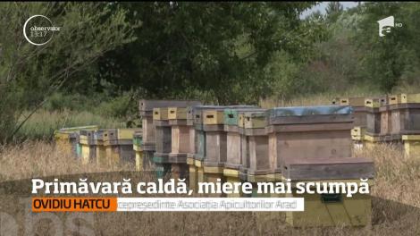 Primăvara caldă, miere mai scumpă. Apicultorii nu au reușit să facă toate recoltările la timp