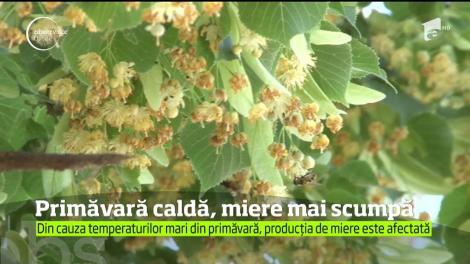 Vremea prea caldă din această primăvară a dat peste cap producţia de miere