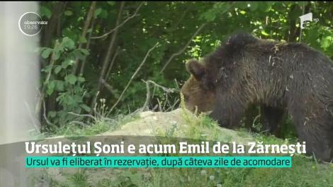 Ce s-a ales de ursulețul Șoni, după ce a rănit o turistă care voia să-și facă un selfie. Mulți i-au vrut moartea, dar a scăpat ca prin urechile acului!