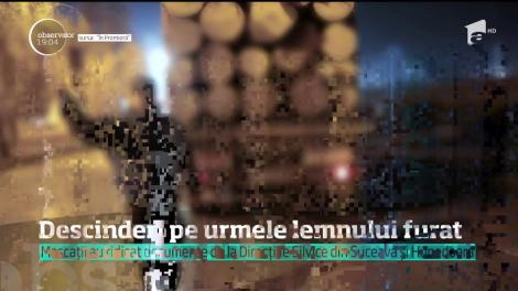 Descinderi pe urmele lemnului furat. Exportul se face ilegal, iar prejudiciile sunt de milioane de euro