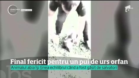 Imagini înduioşătoare au fost surprinse la Braşov. Un ursuleţ a primit a doua şansă la viaţă, după ce mama lui a fost lovită de un tren. E hrănit cu biberonul și e iubit