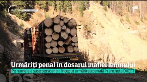 Urmăriți penal &icirc;n dosarul mafiei lemnului