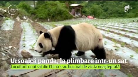 Locuitorii unui sat din sud-vestul Chinei au primit vizita unui oaspete rar: un urs panda uriaş
